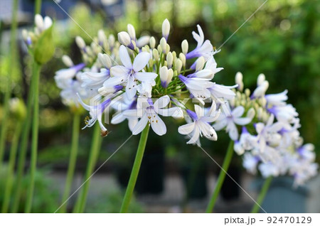 矮性バイカラー咲き　アガパンサス：ツイスター 92470129