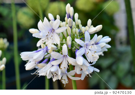 矮性バイカラー咲き アガパンサス:ツイスター 矮性バイカラー咲き アガパンサス:ツイスター 92470130