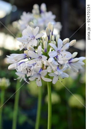 矮性バイカラー咲き　アガパンサス：ツイスター 92470134