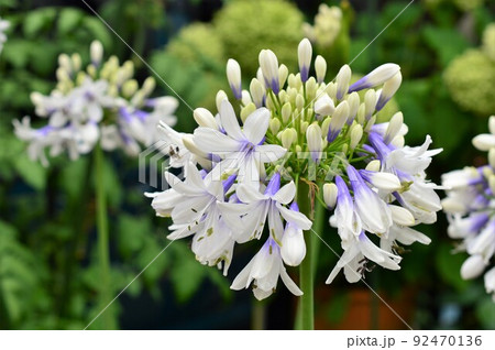 矮性バイカラー咲き　アガパンサス：ツイスター 92470136