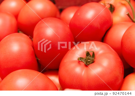 トマトの収穫 トマトの収穫 92470144