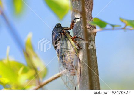 クマゼミ 92470322