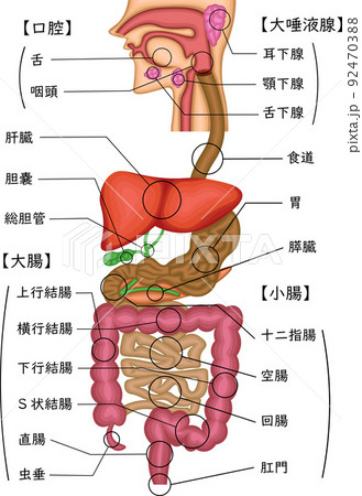 消化器官　構造　イラスト　日本語 92470388