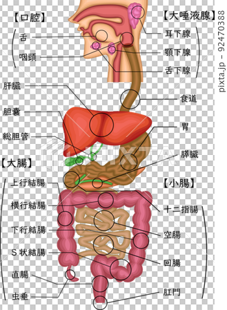 消化器官　構造　イラスト　日本語 92470388