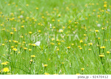 草原　タンポポ 92470412