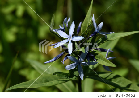 大株になると淡い青紫色の花を沢山咲かせるチョウジソウ 大株になると淡い青紫色の花を沢山咲かせるチョウジソウ 92470452