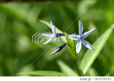 大株になると淡い青紫色の花を沢山咲かせるチョウジソウ 92470453