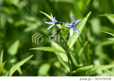 大株になると淡い青紫色の花を沢山咲かせるチョウジソウ 92470456