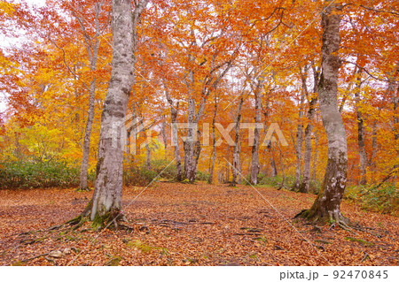 紅葉色づく照葉峡自然の森野営地のブナ林 紅葉色づく照葉峡自然の森野営地のブナ林 92470845