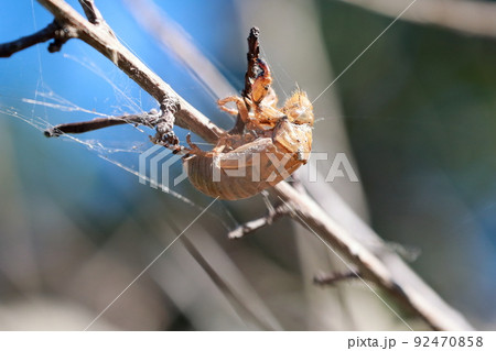 蝉の抜け殻 92470858