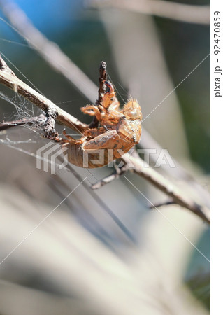 蝉の抜け殻 92470859
