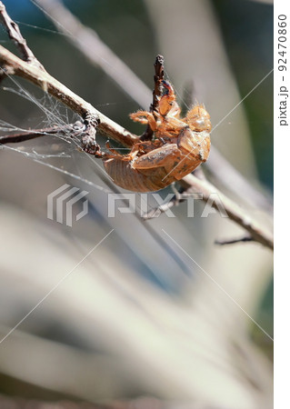 蝉の抜け殻 92470860