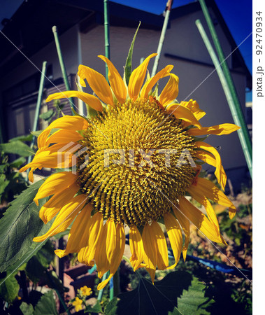 夏を彩る代表的な花といえばヒマワリ（向日葵） 92470934