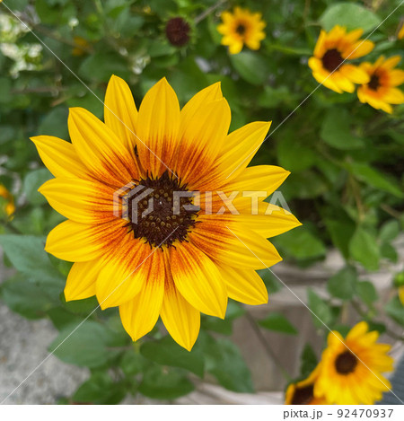夏を彩る代表的な花といえばヒマワリ（向日葵） 92470937