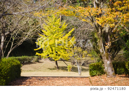 公園の銀杏 公園の銀杏 92471180