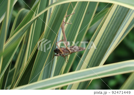 恐ろしい昆虫の世界 蝉とカマキリ 恐ろしい昆虫の世界 蝉とカマキリ 92471449