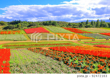 爽やかな秋空と鮮やかな花畑 92472163