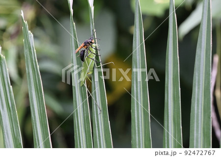 生き物　昆虫　キンモウアナバチ、石垣島のキンモウアナバチ。ダイトウクダマキモドキを狩りました 92472767