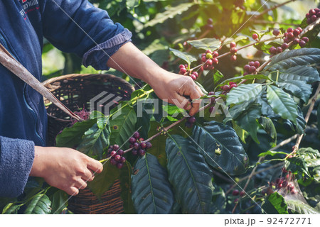 Man Hands harvest coffee bean ripe Red berries plant fresh seed coffee tree growth in green eco organic farm. Close up hands harvest red ripe coffee seed robusta arabica berry harvesting coffee farm 92472771