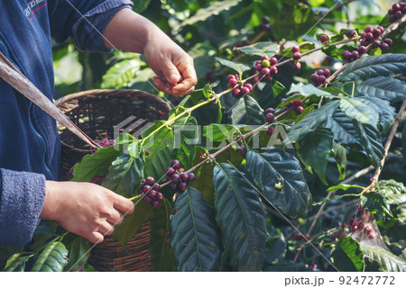 Man Hands harvest coffee bean ripe Red berries plant fresh seed coffee tree growth in green eco organic farm. Close up hands harvest red ripe coffee seed robusta arabica berry harvesting coffee farm 92472772