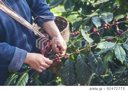 Man Hands harvest coffee bean ripe Red berries plant fresh seed coffee tree growth in green eco organic farm. Close up hands harvest red ripe coffee seed robusta arabica berry harvesting coffee farm 92472773