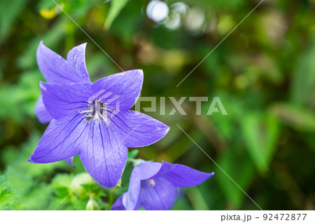 桔梗の花 桔梗の花 92472877