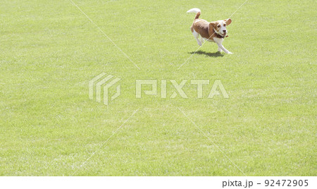 ドッグランで大はしゃぎのビーグル犬 ドッグランで大はしゃぎのビーグル犬 92472905