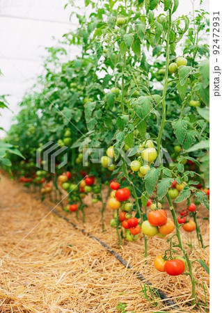 Closeup view on plantation of beautiful, delicious green and red ripe tomatoes grown in polycarbonate greenhouse on blurred background. Tomato hanging on the vine of plant. Horticulture. Vegetables Closeup view on plantation of beautiful, delicious green and red ripe tomatoes grown in polycarbonate greenhouse on blurred background. Tomato hanging on the vine of plant. Horticulture. Vegetables 92472931