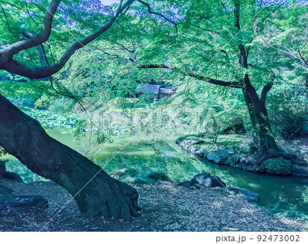 涼しげな木陰の風景 92473002