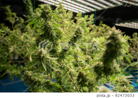 Marijuana, hemp or cannabis plant leaves farm lab. Organic product in laboratory in technology medical, healthcare, research concept. Natural food. Ganja 92473033