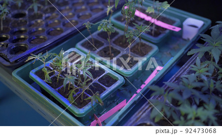 Marijuana, hemp or cannabis plant leaves farm lab. Organic product in laboratory in technology medical, healthcare, research concept. Natural food. Ganja 92473068