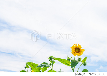淡い夏空とヒマワリの花 92473297