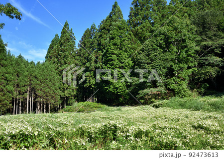 半夏生園(岡田の谷) 【奈良県御杖村】 半夏生園(岡田の谷) 【奈良県御杖村】 92473613