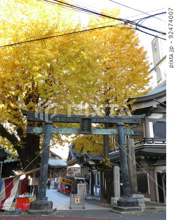 イチョウの黄葉が美しい12月の湯島天神（湯島天満宮） 92474007
