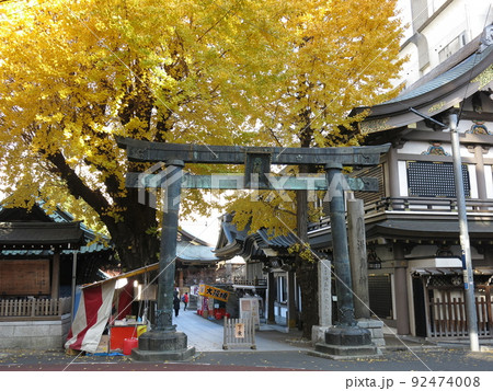イチョウの黄葉が美しい12月の湯島天神(湯島天満宮) イチョウの黄葉が美しい12月の湯島天神(湯島天満宮) 92474008