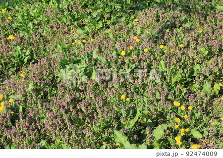 春の花/群生して地面を覆う「ヒメオドリコソウ」や「タンポポ」などの雑草 92474009