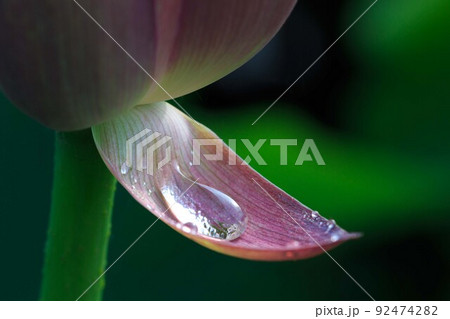 蓮の花びらに水滴 92474282
