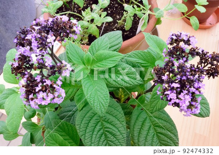 ヘリオトロープ キダチルリソウ鉢植え 紫の花  92474332