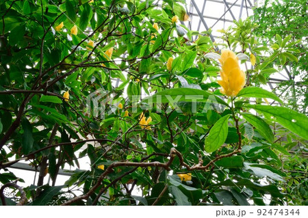 熱帯植物 パキスタキス・ルテア 熱帯植物 パキスタキス・ルテア 92474344