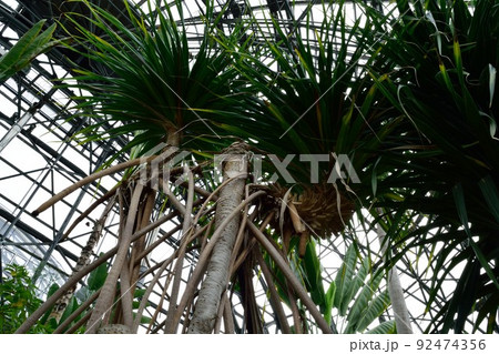 小笠原固有 熱帯植物 タコノキ Screw pine 92474356