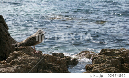 奇岩に留まるウミネコの若鳥と日本海 奇岩に留まるウミネコの若鳥と日本海 92474842