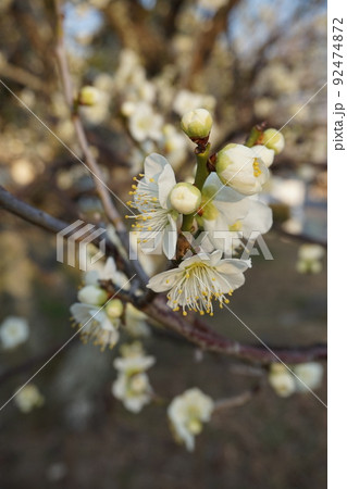 梅の花 92474872