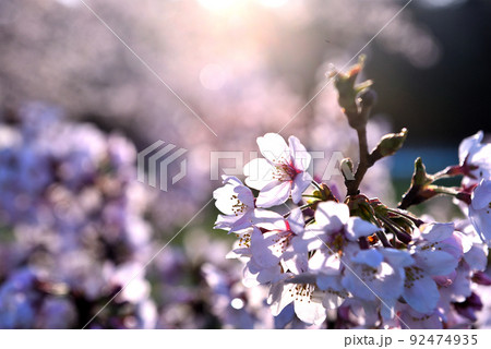 朝の桜 92474935