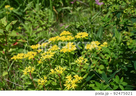 キリンソウ 花 高山植物 白山市 キリンソウ 花 高山植物 白山市 92475021