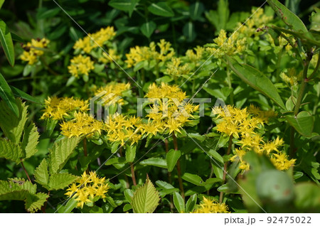 キリンソウ　花　高山植物　白山市 92475022