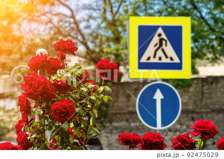 Red rose bush and road signs on the background Red rose bush and road signs on the background 92475029