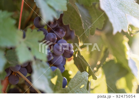 Ripe blue grapes growing in vineyard at sunset time, selective focus. Vineyards grape at sunset in autumn harvest. Winemaking concept. Beautiful grapes ready for harvest. Golden evening light. 92475054