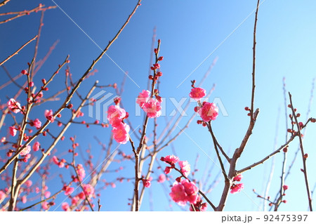 快晴の空と梅の花 92475397