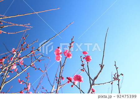 青い空に伸びる元気な梅の花 92475399