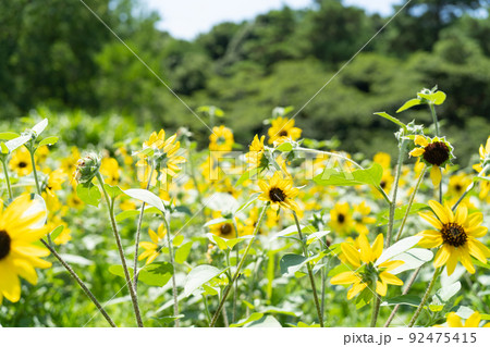 ヒマワリ 92475415